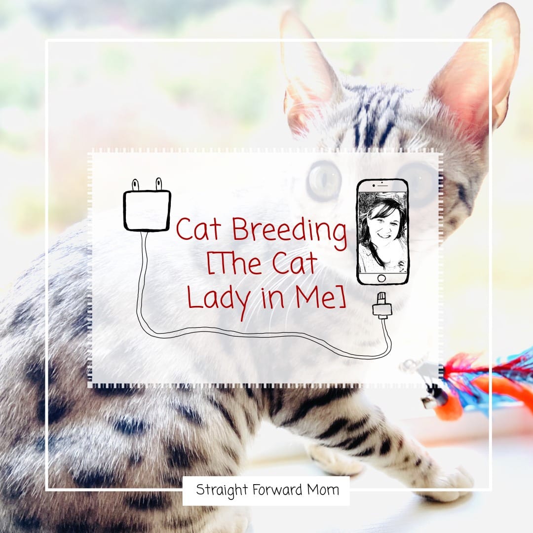 Cat Breeding [The Cat Lady in Me]