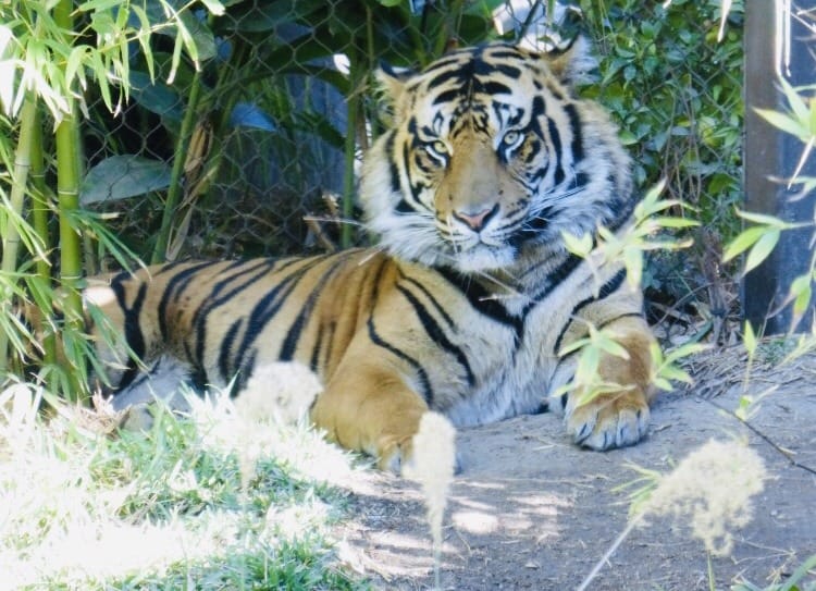 The Beasts Behind the Design!