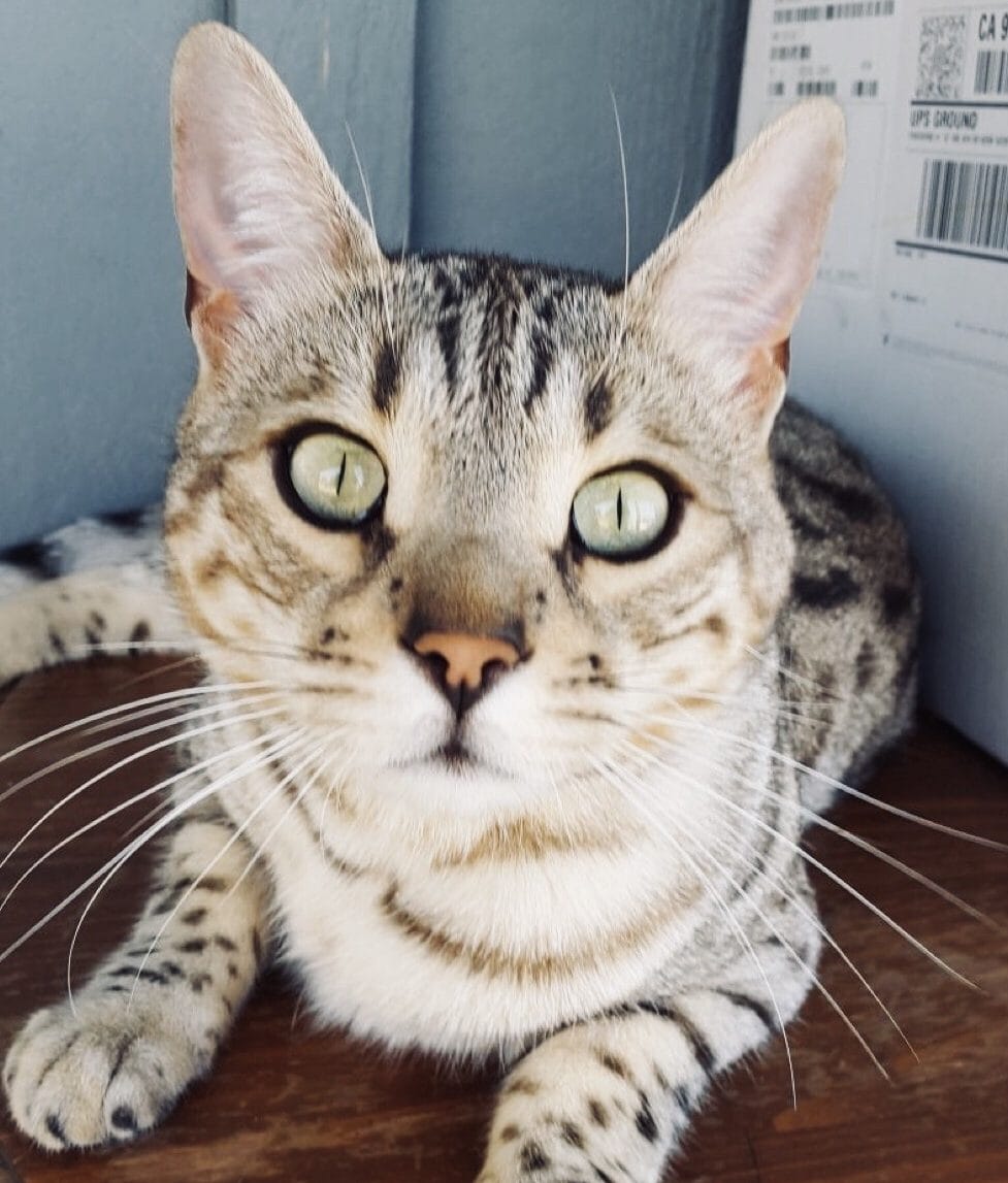 The Cool Cat behind the Design