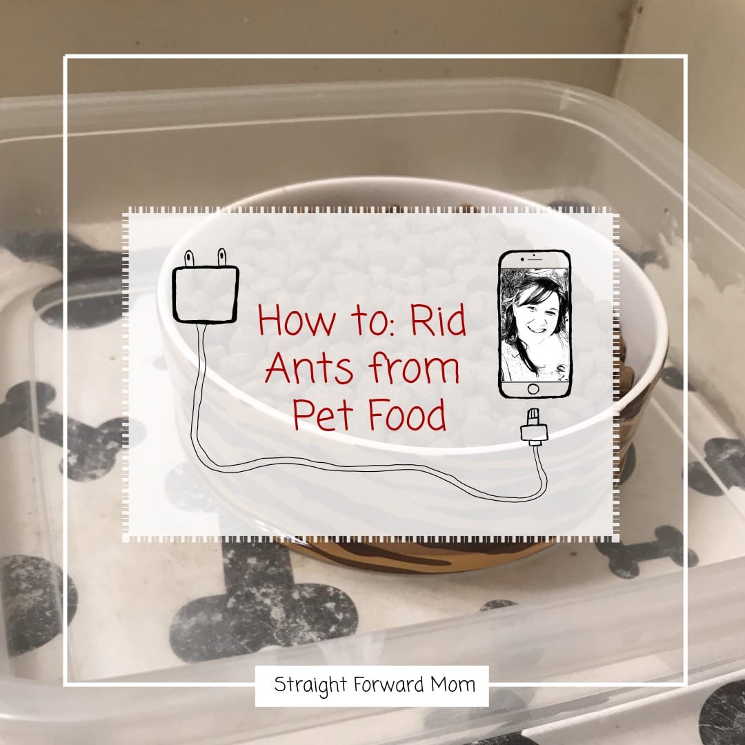Simple Way to Keep Pesky Ants Off Pet Food
