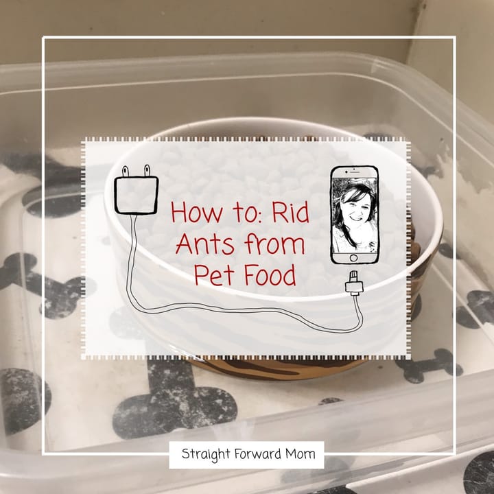 Simple Way to Keep Pesky Ants Off Pet Food