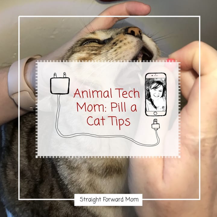 Pill Your Cat like a Pro
